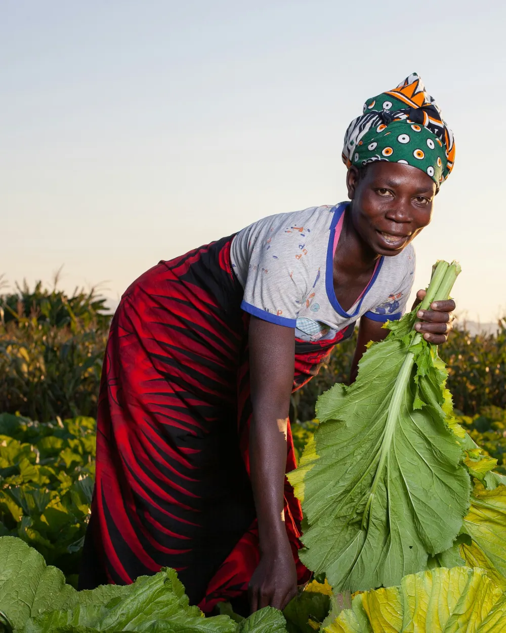 Woman farmer holding freshly harvested leafy greens in a green vegetable field