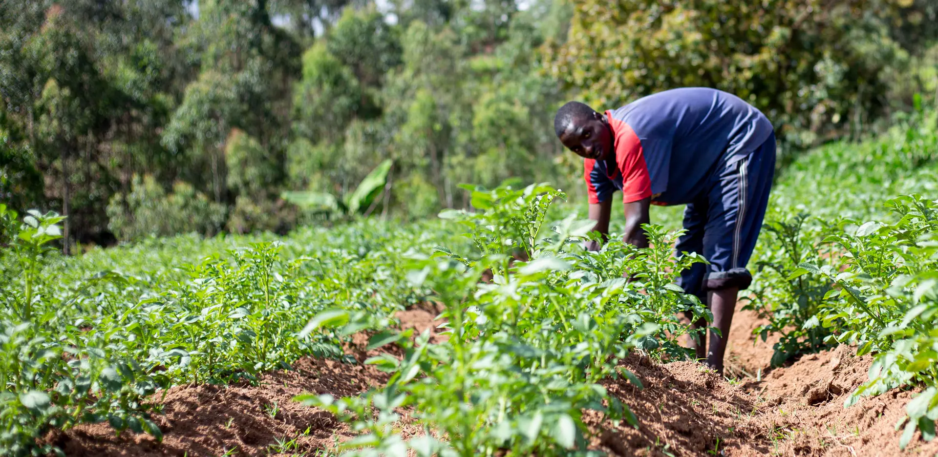 A farmer tending rows of healthy green vegetable plants