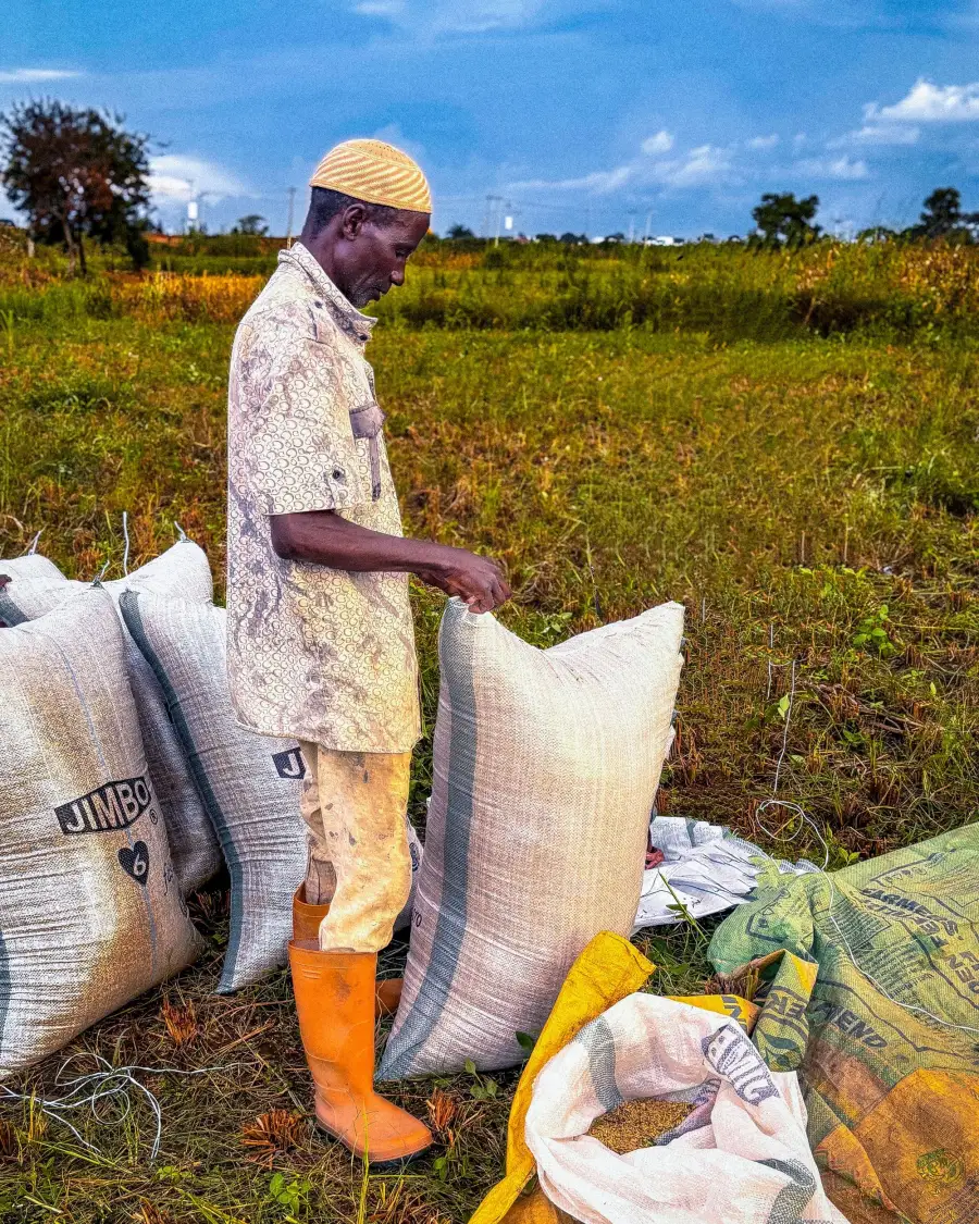 Farmer packing freshly harvested produce into sacks