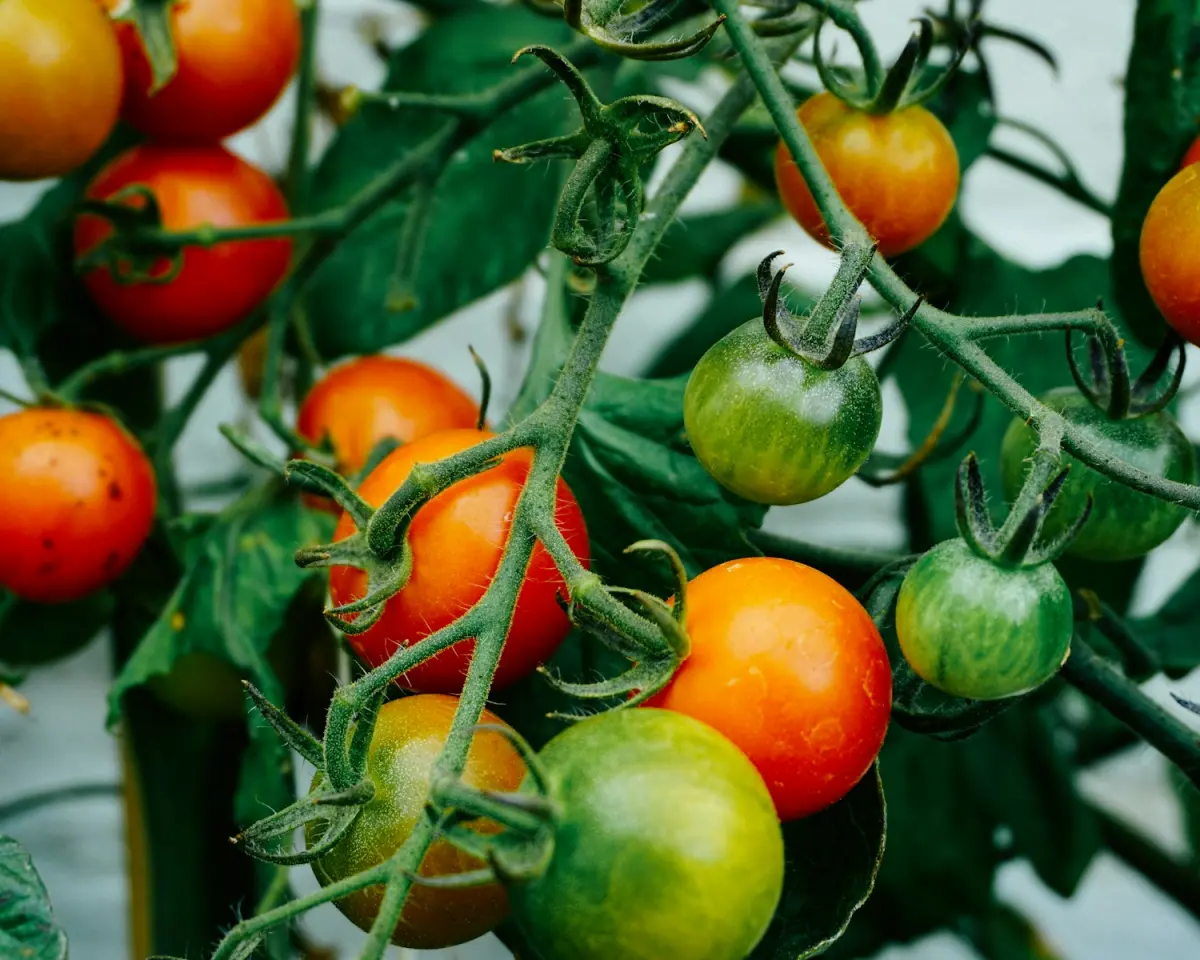 Ripening tomatoes on the vine