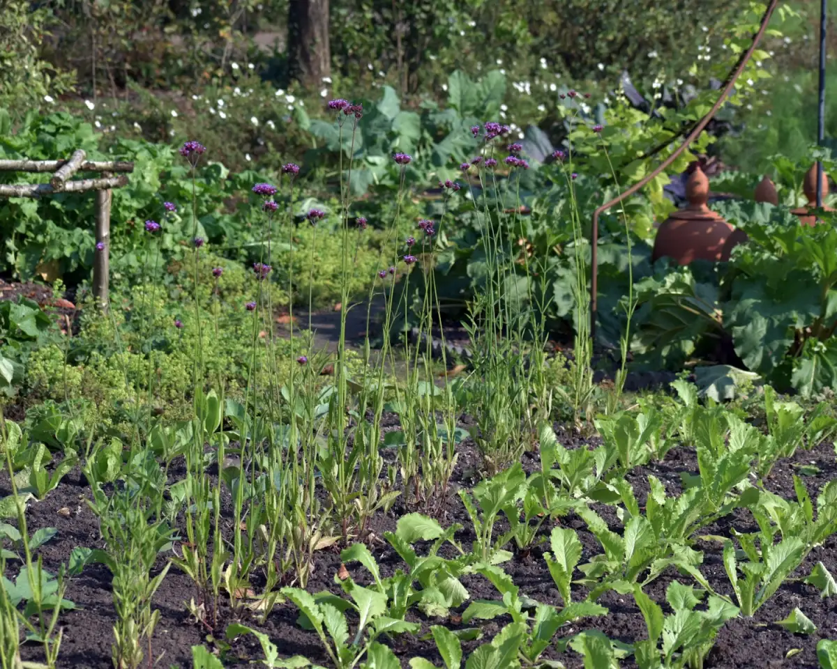 Rows of leafy vegetables growing in a garden