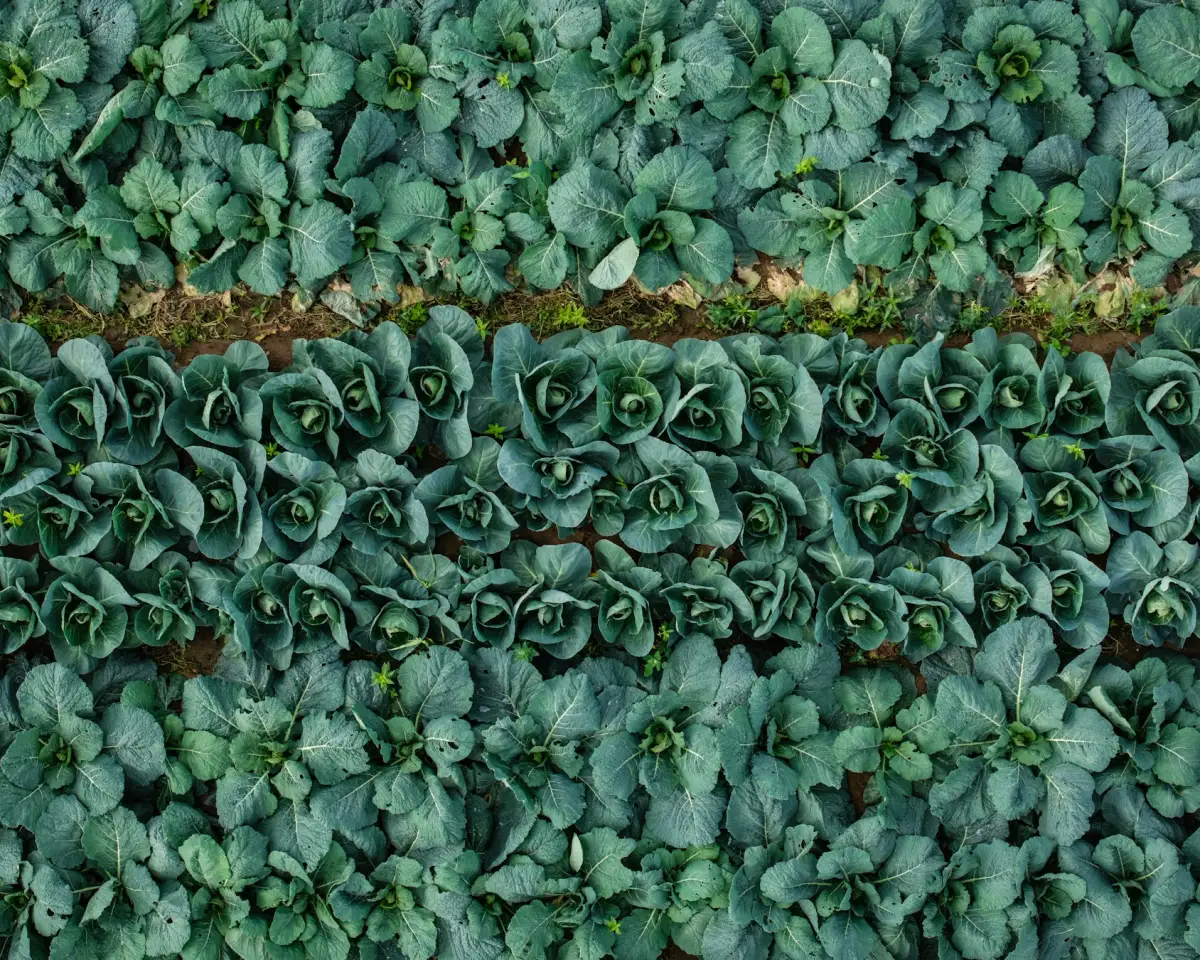 Aerial view of cabbage rows in a field