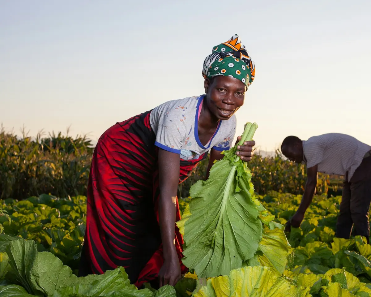 Woman farmer harvesting leafy greens in a vegetable field