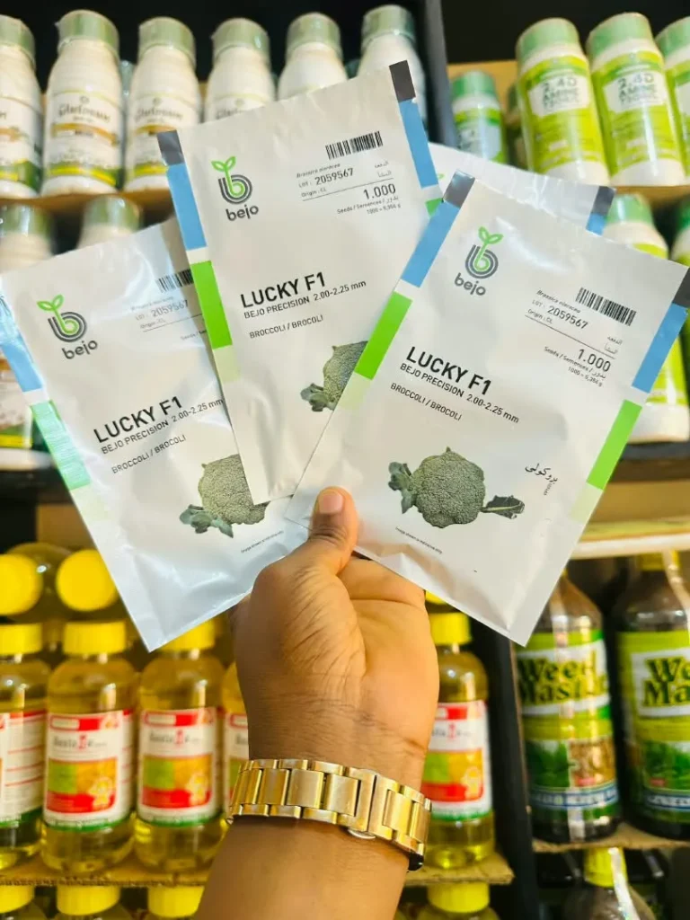Three packets of Bejo Lucky F1 broccoli seeds, 1,000 seeds each