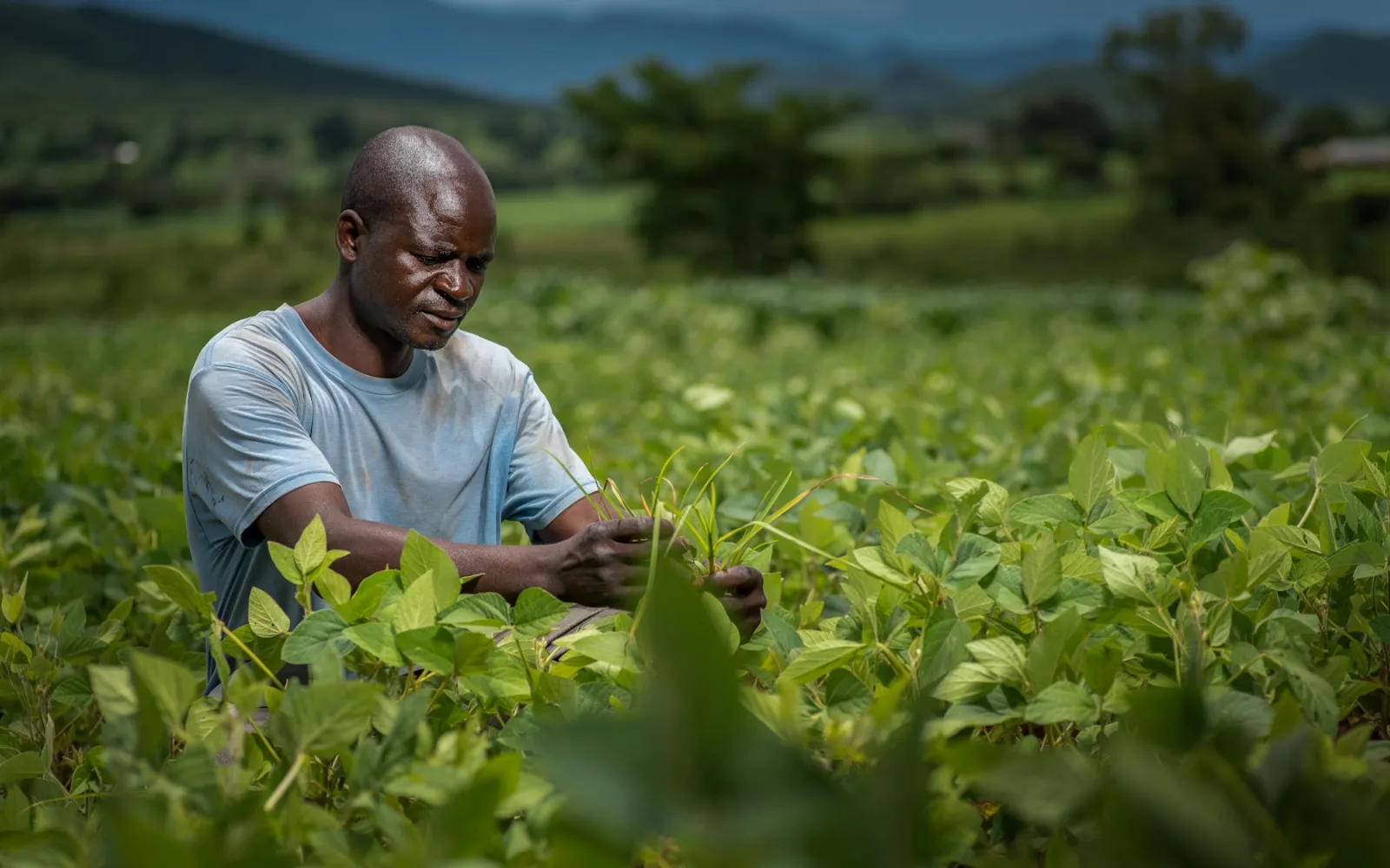 A farmer kneeling in a green field, closely inspecting the leaves of his crop