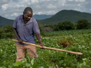 A smiling farmer using a hoe to weed between rows of green crops