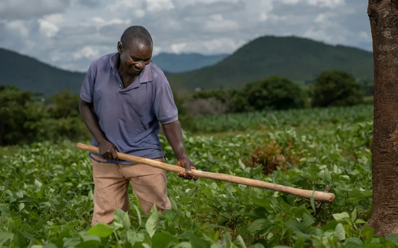 A smiling farmer using a hoe to weed between rows of green crops