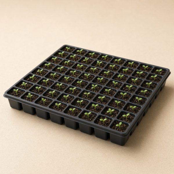 Illustrative image: seedling nursery tray with young seedlings
