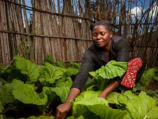 A woman tending leafy vegetables growing in dark, healthy garden soil