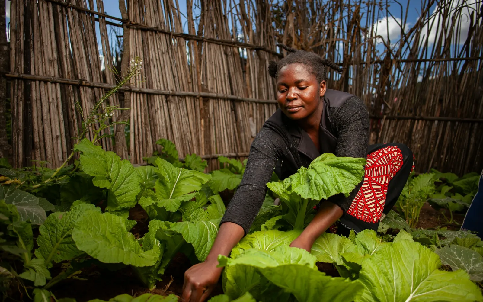 A woman tending leafy vegetables growing in dark, healthy garden soil