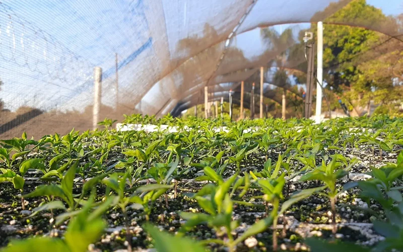 Rows of young vegetable seedlings growing in trays under shade netting on a farm
